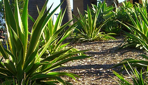 A few shrubs next to palm trees at Del Mar Highlands