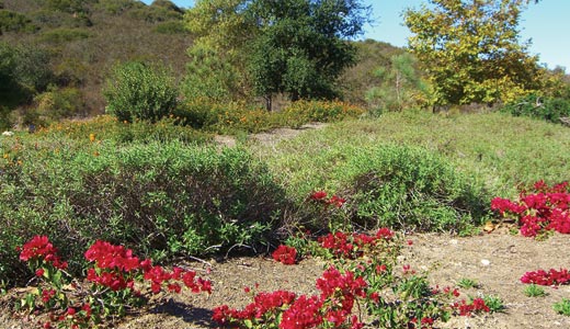 Scripps Ranch Master Association landscape before working by landsystems