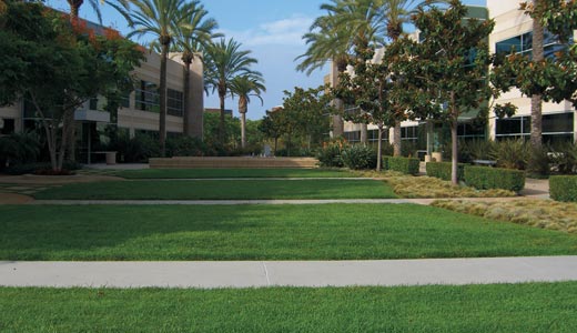 A complete view of green landscape with palm trees and pathways