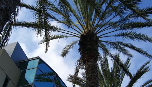 View of a palm tree from below that is in front of a building with glass windows